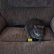 Smalls joined the competition — help win amazing prizes! cat, gray_cat, tabby_cat, couch, furniture, indoor, pet, animal, curious, bottle, yellow_label, relaxed, whiskers, ears, paw, sitting, home, domestic_cat, fur, wide_eyes