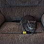 cat, gray_cat, tabby_cat, couch, furniture, indoor, pet, animal, curious, bottle, yellow_label, relaxed, whiskers, ears, paw, sitting, home, domestic_cat, fur, wide_eyes
