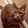 Smalls is registered to the contest to win money with this photo: cat, gray_cat, whiskers, close_up, pet, feline, indoor, curious, yellow_eyes, collar, christmas_collar, santa_charm, carpet, floor, wall, baseboard, domestic_animal, animal, mammal, portrait