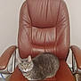 Smalls joined the competition — help win amazing prizes! cat, gray_tabby, leather_chair, office_chair, indoor, pet, feline, curled_up, yellow_eyes, fur, whiskers, ears, floor, wall, cables, home, comfortable, resting, looking, animal