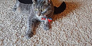 Smalls joined the competition — help win amazing prizes! cat, grey_tabby, carpet, bow_tie, bat_wings, pet, indoor, feline, costume, animal, whiskers, paws, relaxed, cute, domestic_cat, mammal, fur, playful, adorable, pet_accessory