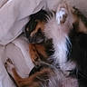 Stitch participe au concours pour gagner de l'argent avec cette photo : animal, bed, blanket, canine, comfort, cozy, cute, dog, domestic_animal, fur, fur_pattern, indoor, napping, paw, pet, relaxed, resting, sleeping, snuggled, warm