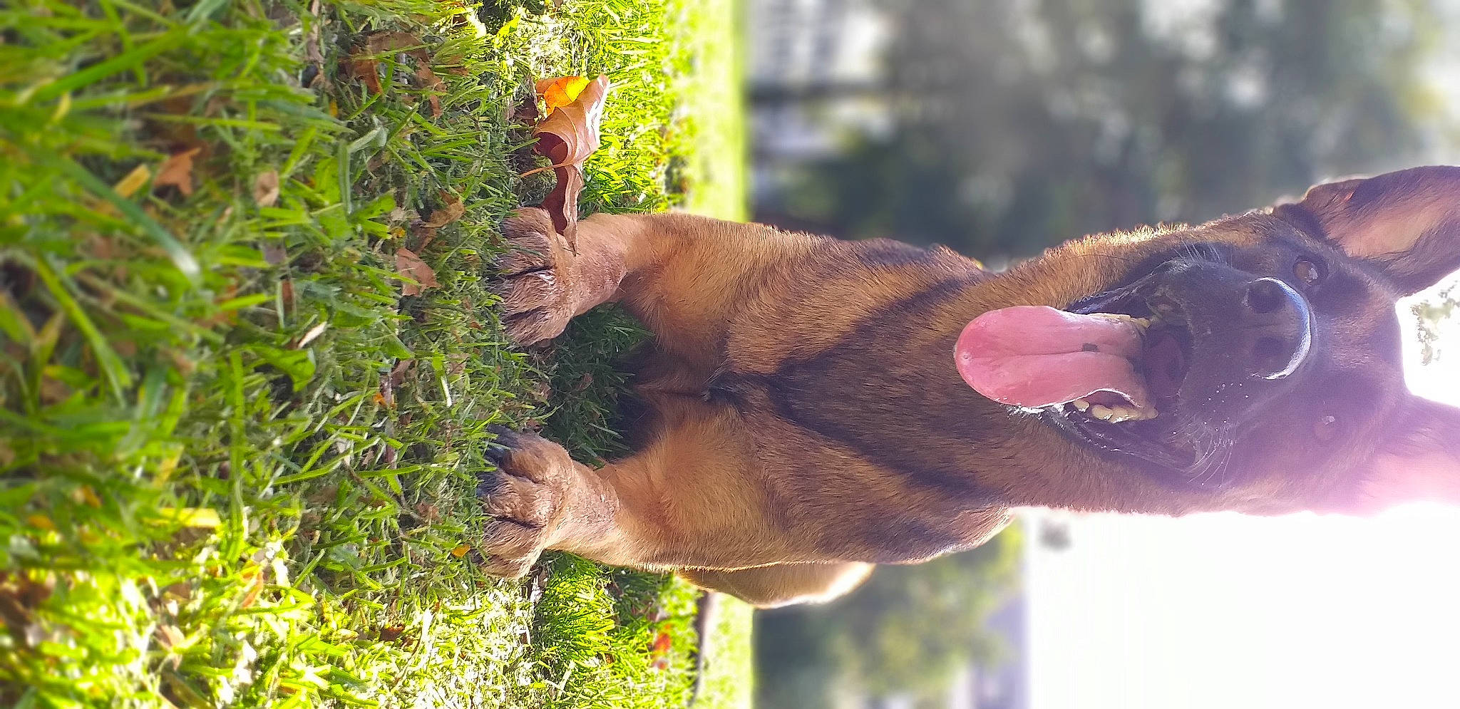 Narcos a rejoint le concours — aidez-le/la à gagner de superbes lots ! canidae, carnivore, collar, dog, dog_breed, fawn, fur, groundcover, hunting_dog, liver, non_vascular_land_plant, snout, sporting_group, whiskers, working_dog