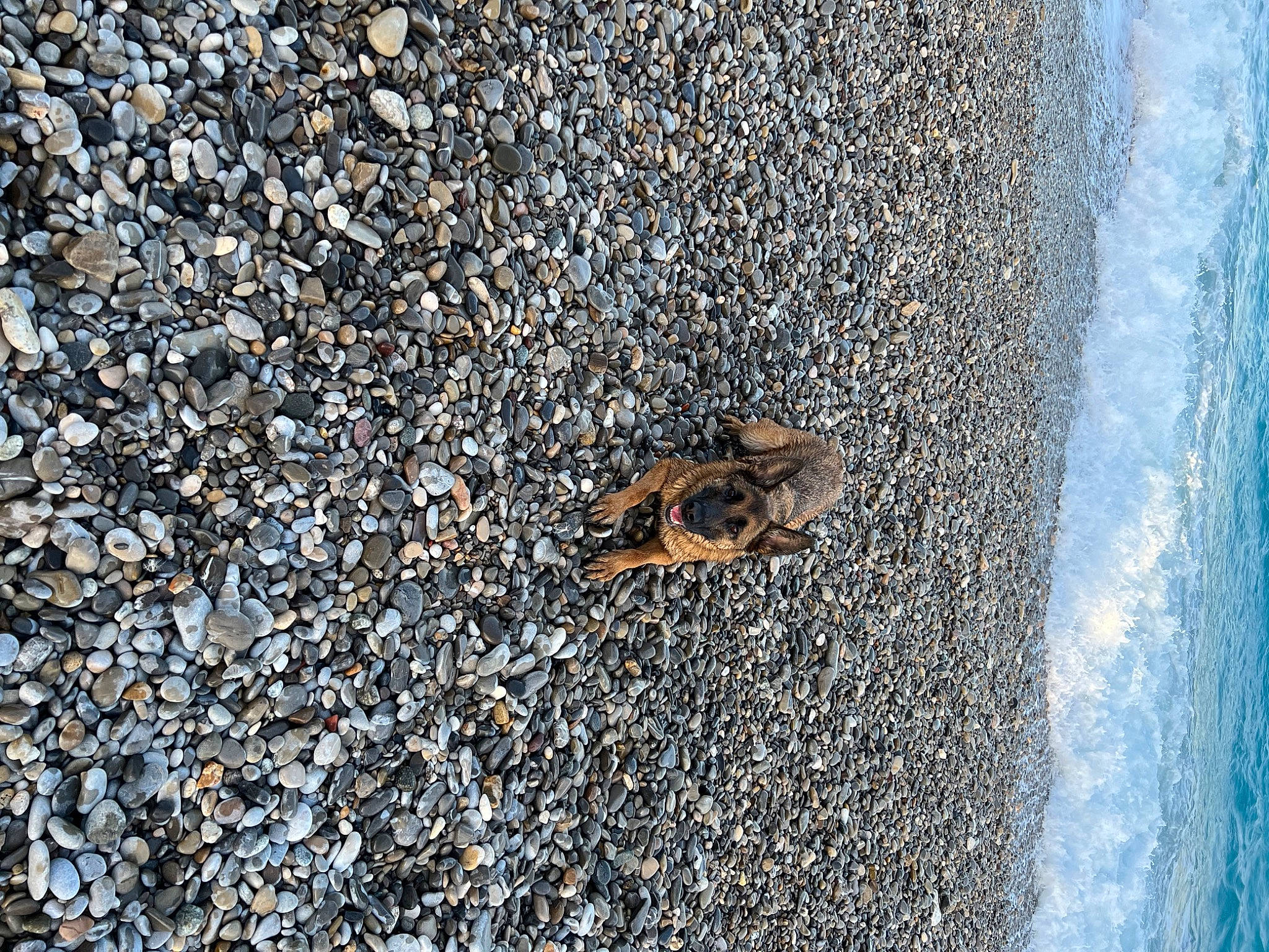 Narcos participe au concours pour gagner de l'argent avec cette photo : arthropod, asphalt, beach, grass, insect, landscape, membrane_winged_insect, ocean, pattern, pest, road_surface, rock, sand, soil, tar, terrestrial_animal, water, wildlife, wind_wave, wood