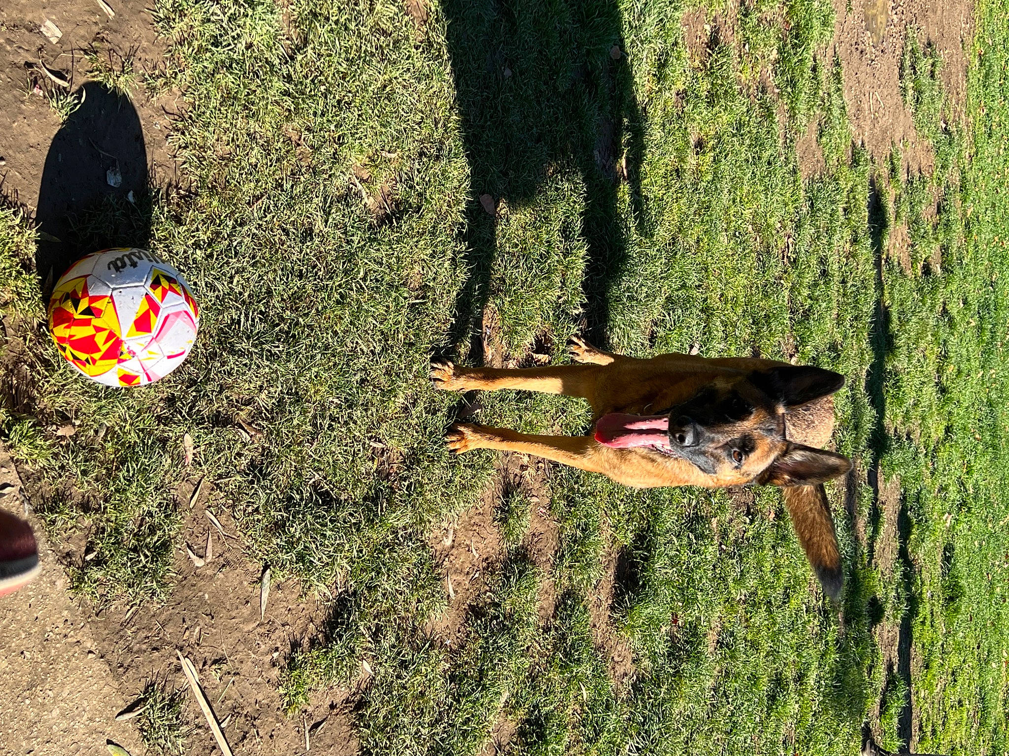 Narcos participe au concours pour gagner de l'argent avec cette photo : dog, fun, grass, grass_family, grassland, human_leg, landscape, lawn, leisure, pasture, people_in_nature, plant, shadow, shrub, soil, tail, tree, trunk, wood, working_animal