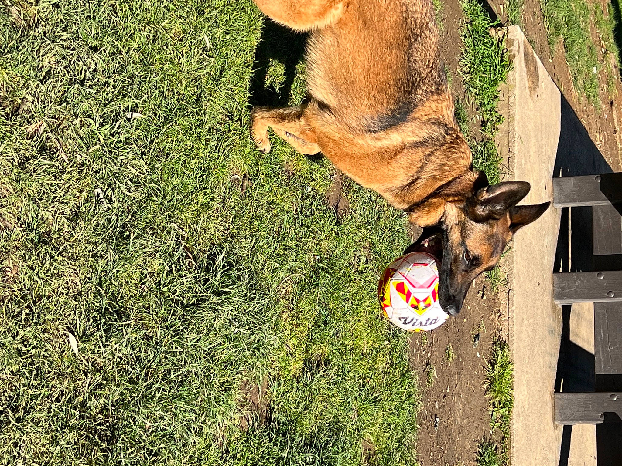Narcos participe au concours pour gagner de l'argent avec cette photo : canidae, carnivore, dog, dog_breed, fawn, grass, groundcover, lawn, leash, people_in_nature, plant, shadow, snout, soil, sporting_group, tail, tree, trunk, wildlife, working_animal
