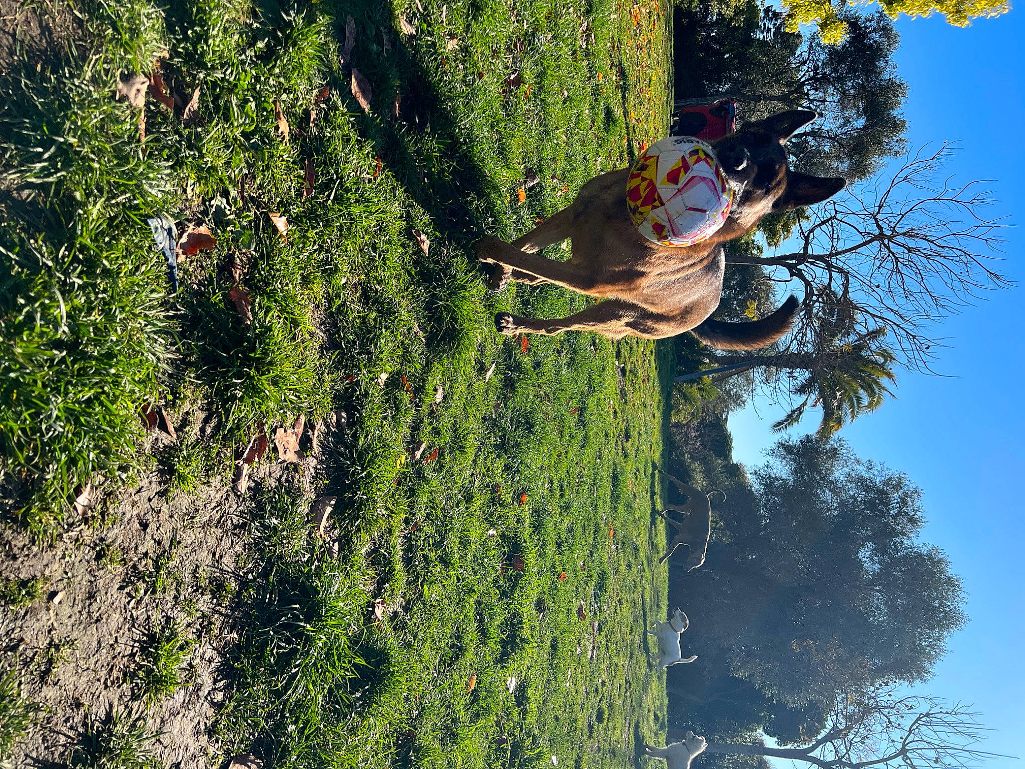 Narcos a rejoint le concours — aidez-le/la à gagner de superbes lots ! adventure, branch, extreme_sport, forest, fruit, fun, grass, happy, landscape, leisure, people_in_nature, plant, recreation, rope, sky, sport_climbing, tree, trunk, vegetation, wilderness