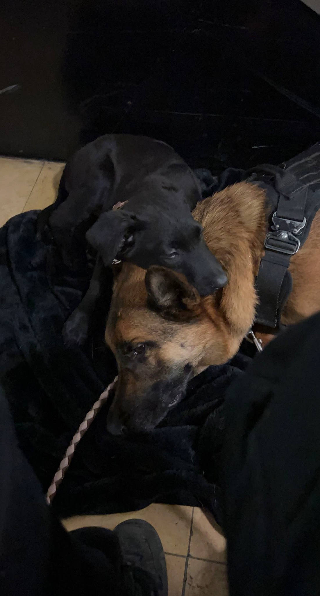 Swat a rejoint le concours — aidez-le/la à gagner de superbes lots ! canidae, carnivore, comfort, companion_dog, darkness, dobermann, dog, dog_breed, fawn, fur, guard_dog, snout, sporting_group, terrestrial_animal, whiskers, working_animal, working_dog