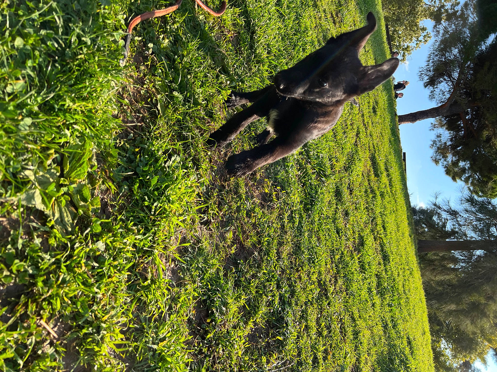 Swat participe au concours pour gagner de l'argent avec cette photo : bat, beak, canidae, forest, grass, grass_family, grassland, groundcover, jungle, people_in_nature, plant, shadow, shrub, sky, tail, terrestrial_plant, tree, trunk, vegetation, wing