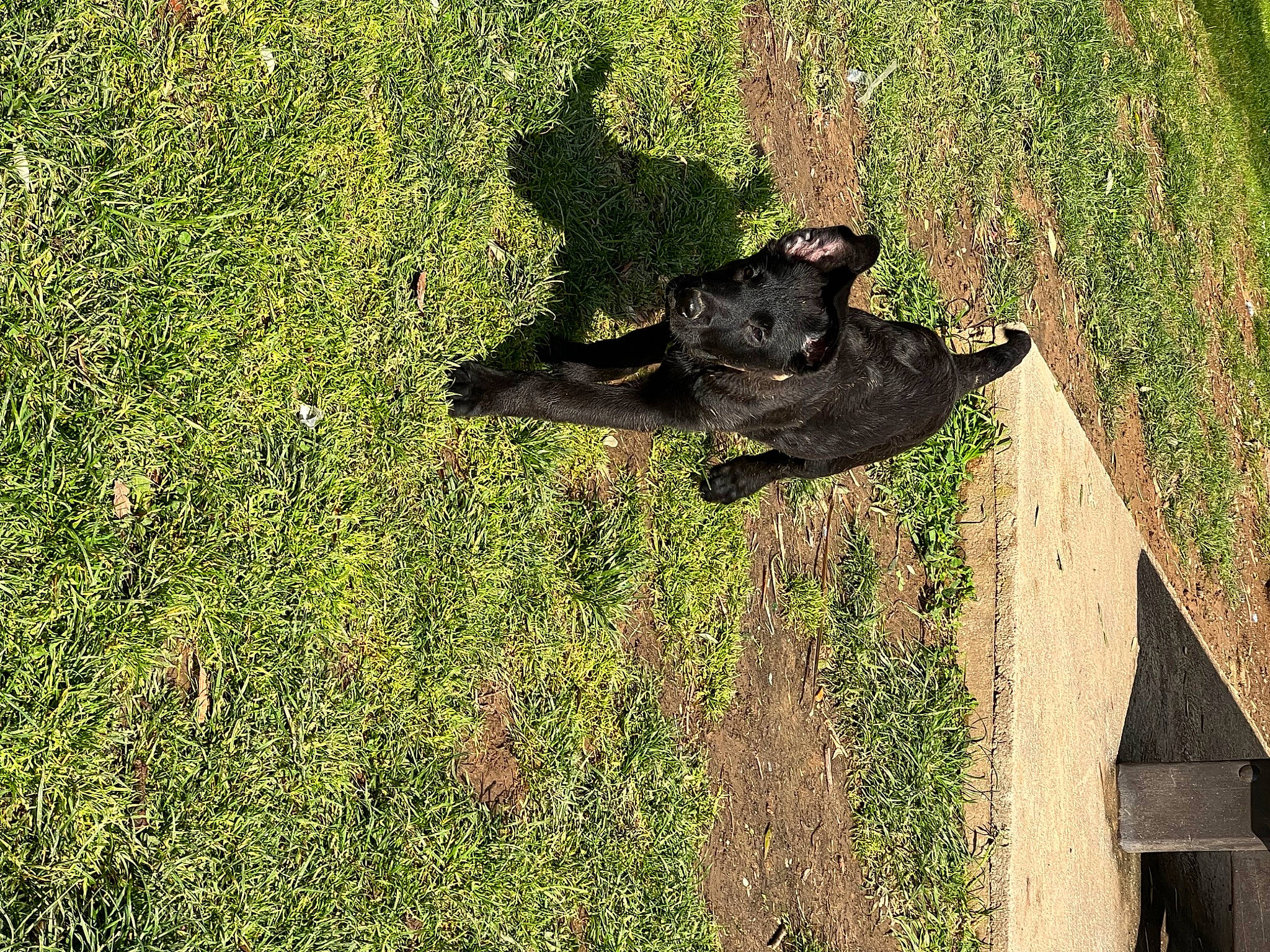 Swat participe au concours pour gagner de l'argent avec cette photo : carnivore, dog, dog_breed, fawn, grass, grass_family, groundcover, guard_dog, lawn, plant, shadow, shrub, snout, soil, sporting_group, tail, tree, wildlife, working_animal, working_dog