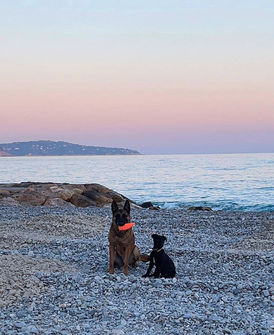 Swat a rejoint le concours — aidez-le/la à gagner de superbes lots ! beach, carnivore, cloud, dog, dog_breed, dusk, ecoregion, horizon, lake, landscape, leisure, people_in_nature, sand, shore, sky, sporting_group, sunrise, sunset, water, wind_wave
