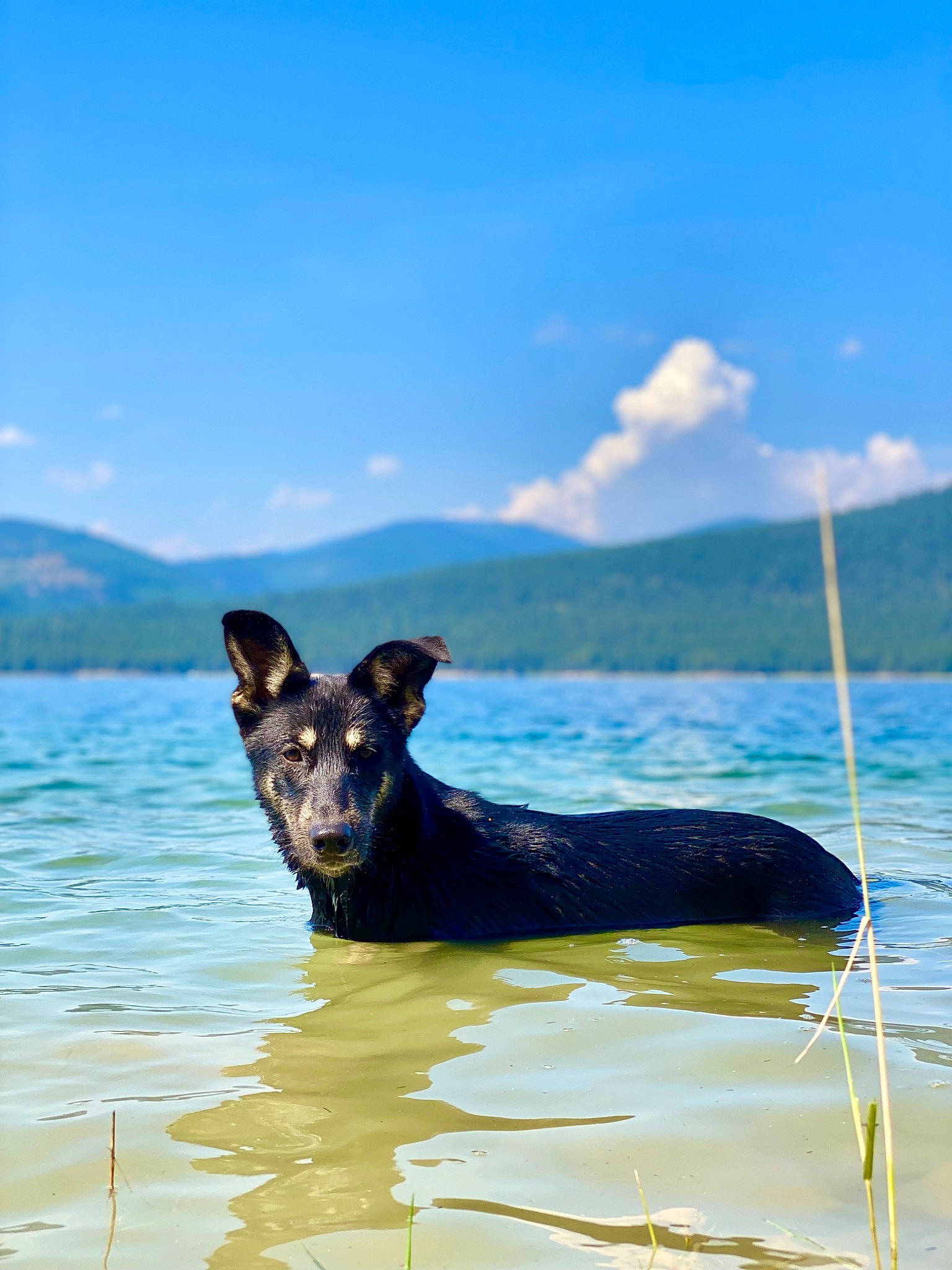 Obi joined the competition — help win amazing prizes! beach, canidae, carnivore, cloud, coast, collar, dog, dog_breed, dog_collar, herding_dog, lake, leisure, ocean, recreation, reservoir, sky, sporting_group, travel, water, working_animal
