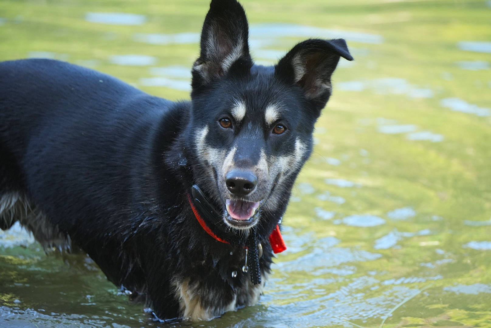 Obi joined the competition — help win amazing prizes! canidae, carnivore, collar, companion_dog, dog, dog_breed, dog_supply, grass, guard_dog, herding_dog, lake, non_sporting_group, sporting_group, water, working_animal, working_dog