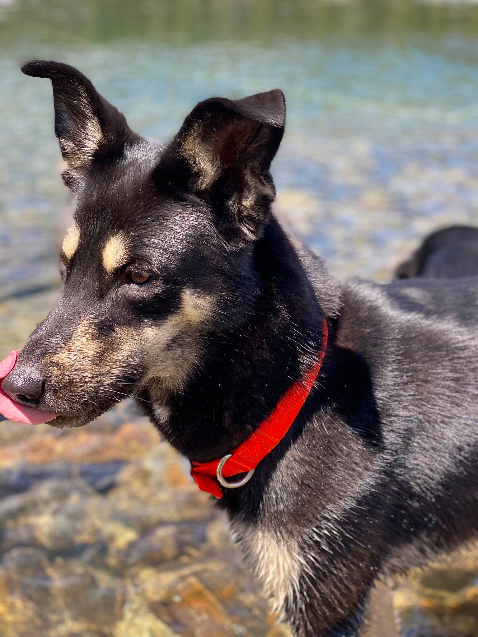 Obi joined the competition — help win amazing prizes! canidae, carnivore, collar, companion_dog, dog, dog_breed, dog_collar, dog_supply, east_european_shepherd, fur, herding_dog, king_shepherd, leash, pet_supply, snout, sporting_group, terrestrial_animal, whiskers, working_animal, working_dog