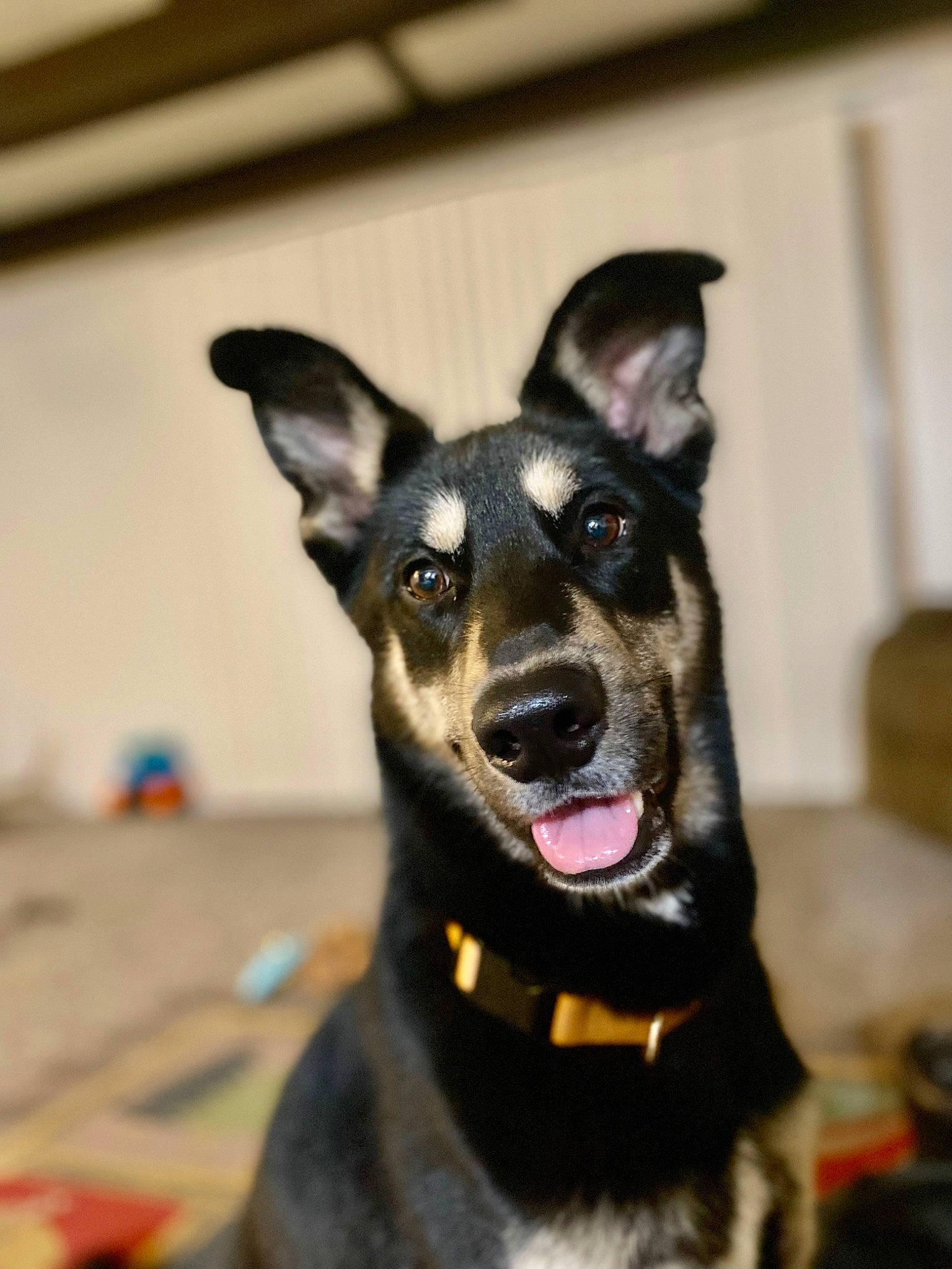 Obi is registered to the contest to win money with this photo: canidae, carnivore, collar, companion_dog, dog, dog_breed, dog_collar, dog_supply, ear, fur, guard_dog, herding_dog, jaw, snout, sporting_group, whiskers, working_animal, working_dog