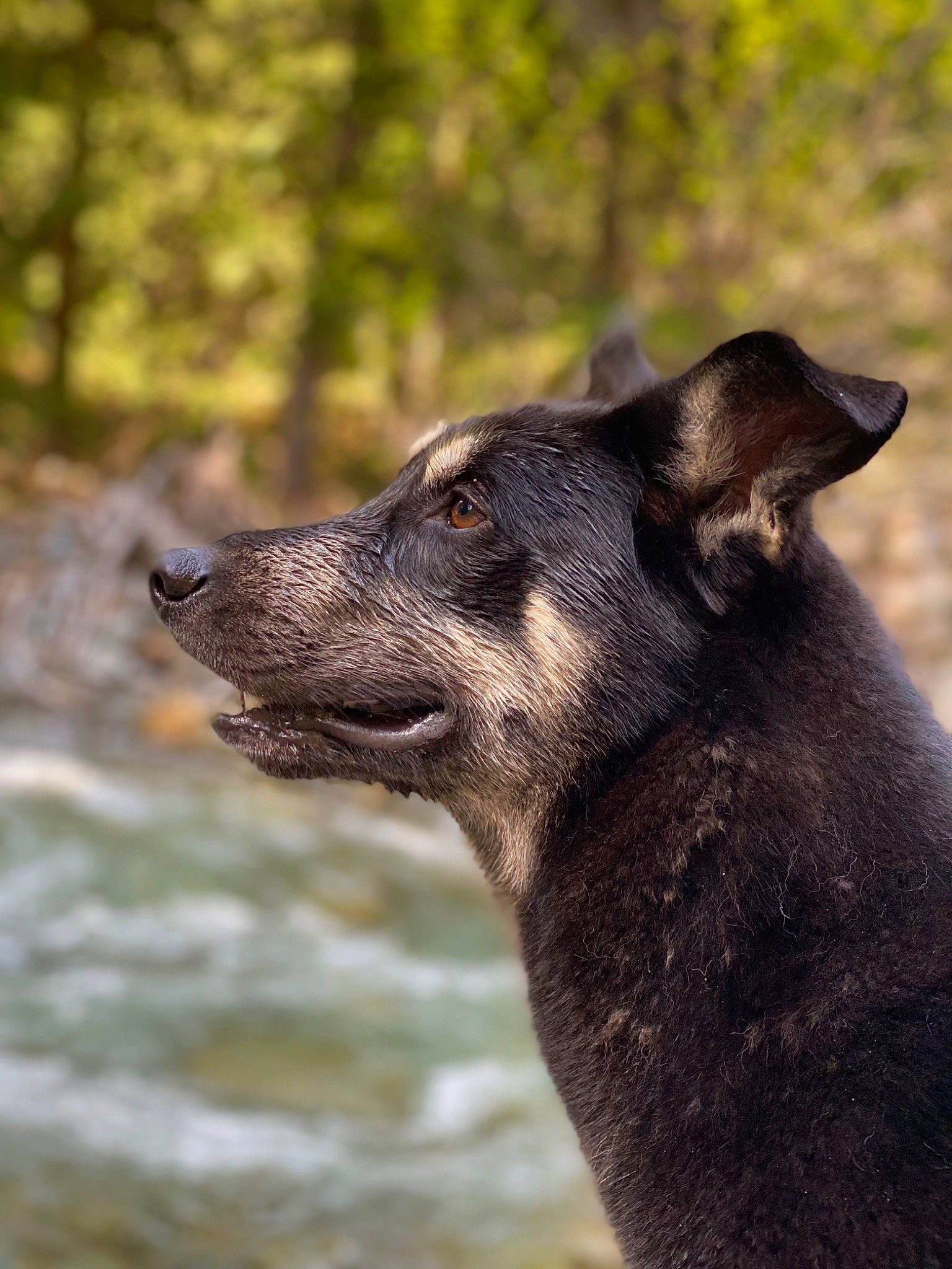 Obi is registered to the contest to win money with this photo: canidae, carnivore, collar, dog, dog_breed, dog_collar, fawn, fur, grass, plant, snout, sporting_group, street_dog, terrestrial_animal, tree, trunk, water, whiskers, working_animal, working_dog