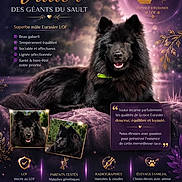 Vador a rejoint le concours — aidez-le/la à gagner de superbes lots ! dog, black_dog, eurasier, portrait, animal, canine, advertisement, text_overlay, purple_background, gold_text, paw_icon, nature, outdoor, furry, pet, collar, breeding, logo, contact_information, decorative_elements