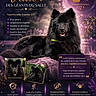 dog, black_dog, eurasier, portrait, animal, canine, advertisement, text_overlay, purple_background, gold_text, paw_icon, nature, outdoor, furry, pet, collar, breeding, logo, contact_information, decorative_elements