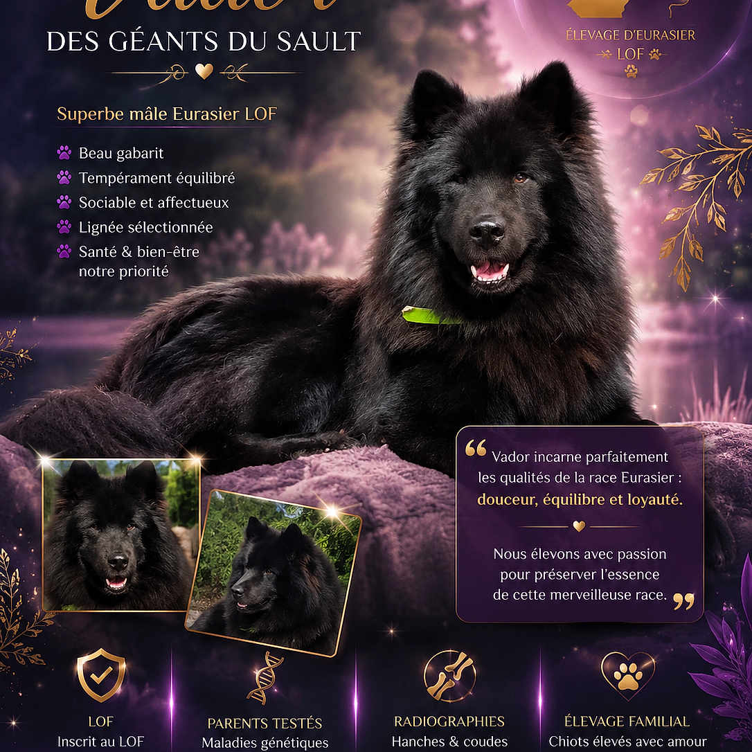 Vador a rejoint le concours — aidez-le/la à gagner de superbes lots ! dog, black_dog, eurasier, portrait, animal, canine, advertisement, text_overlay, purple_background, gold_text, paw_icon, nature, outdoor, furry, pet, collar, breeding, logo, contact_information, decorative_elements
