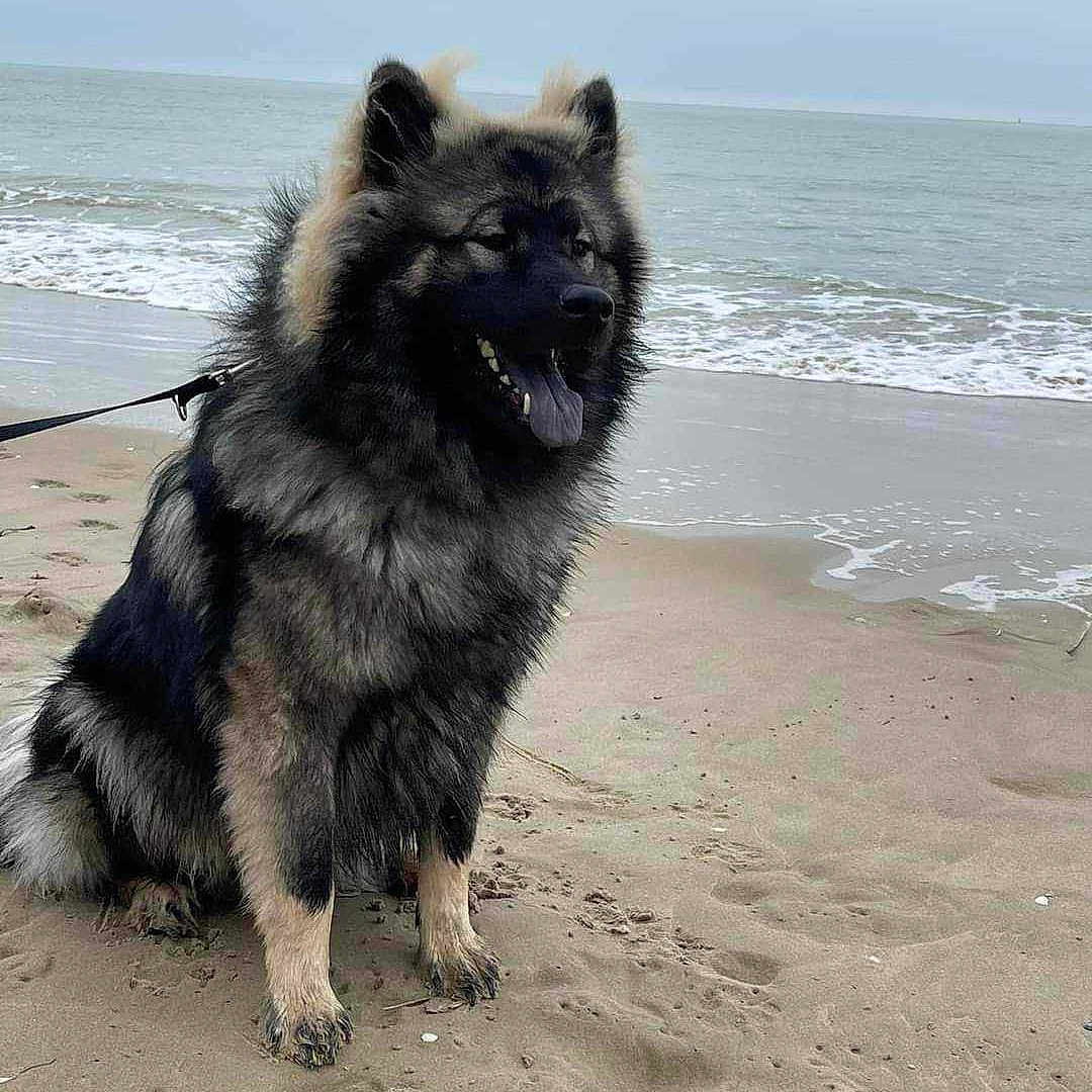 Tasko