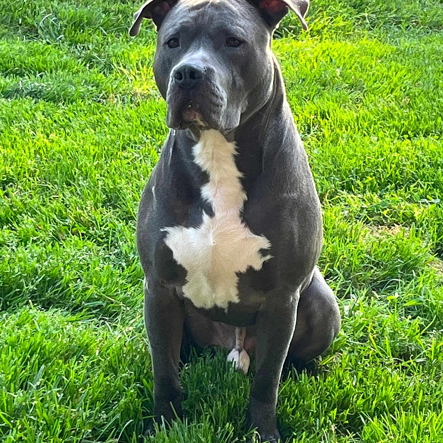 Blue is registered to the contest to win money with this photo: animal, ball, boxer, bulldog, canine, dog, field, football, grass, grassland, lawn, nature, pet, pitbull, plant, puppy, snout, soccer, soccerball, sport