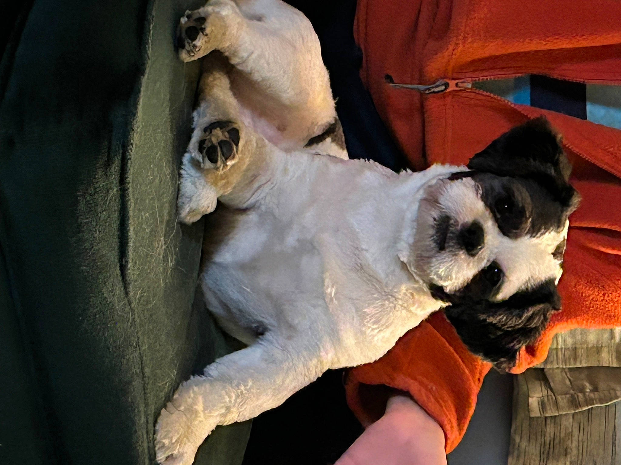 Ollie is registered to the contest to win money with this photo: canidae, carnivore, companion_dog, dog, dog_breed, fawn, fur, non_sporting_group, panda, snout, sporting_group, tail, terrestrial_animal, whiskers, window, working_animal, wrinkle