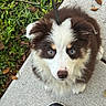 Tulip is registered to the contest to win money with this photo: puppy, dog, brown_and_white, fluffy, blue_eyes, portrait, outdoor, sidewalk, concrete, leash, collar, grass, shrubbery, leaves, shoe, closeup, sitting, pet, adorable, animal