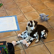 Tulip is registered to the contest to win money with this photo: puppy, dog, black_and_white, fluffy, sitting, toy, plush_toy, cow_toy, indoor, tile_floor, pet, animal, cute, portrait, playful, training_pad, home, game_box, brown_floor, puppy_face