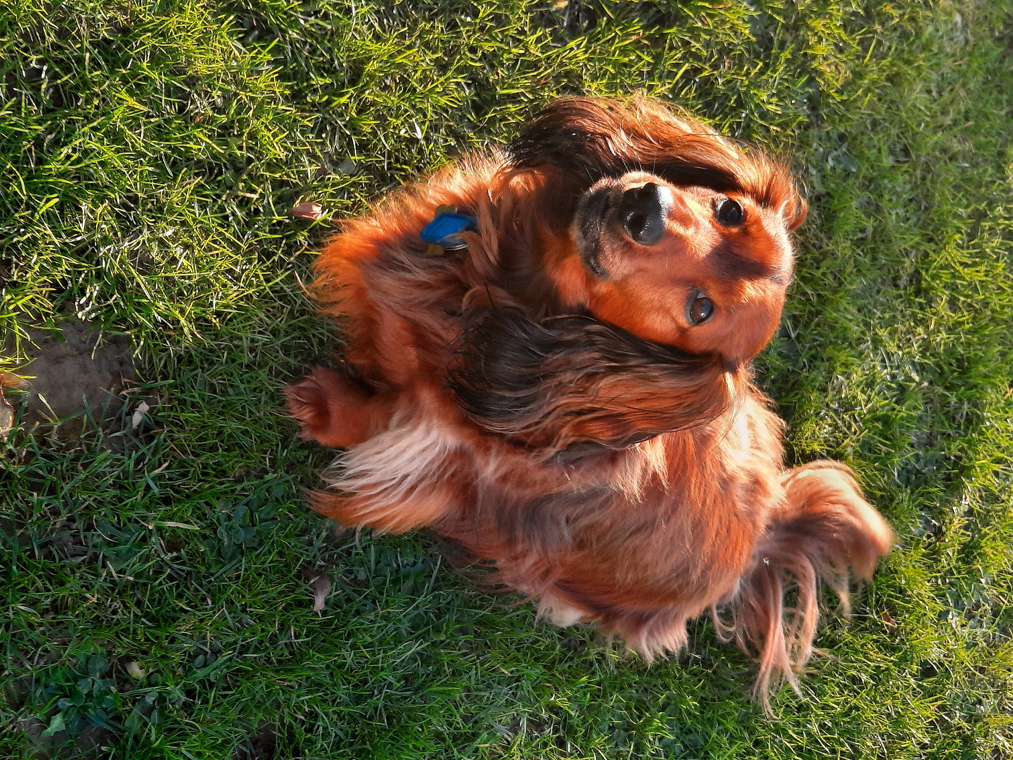 Kendji participe au concours pour gagner de l'argent avec cette photo : canidae, carnivore, companion_dog, dog_breed, fawn, felidae, fur, grass, jungle, liver, orangutan, primate, recreation, snout, spaniel, sporting_group, tail, terrestrial_animal, whiskers, wood