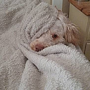 Ted is registered to the contest to win money with this photo: dog, blanket, fur, snug, cozy, chair, indoor, furniture, relaxing, pet, cream_color, bedroom, soft_texture, curious, resting, canine, warm, wrapped, comfort, sleepy