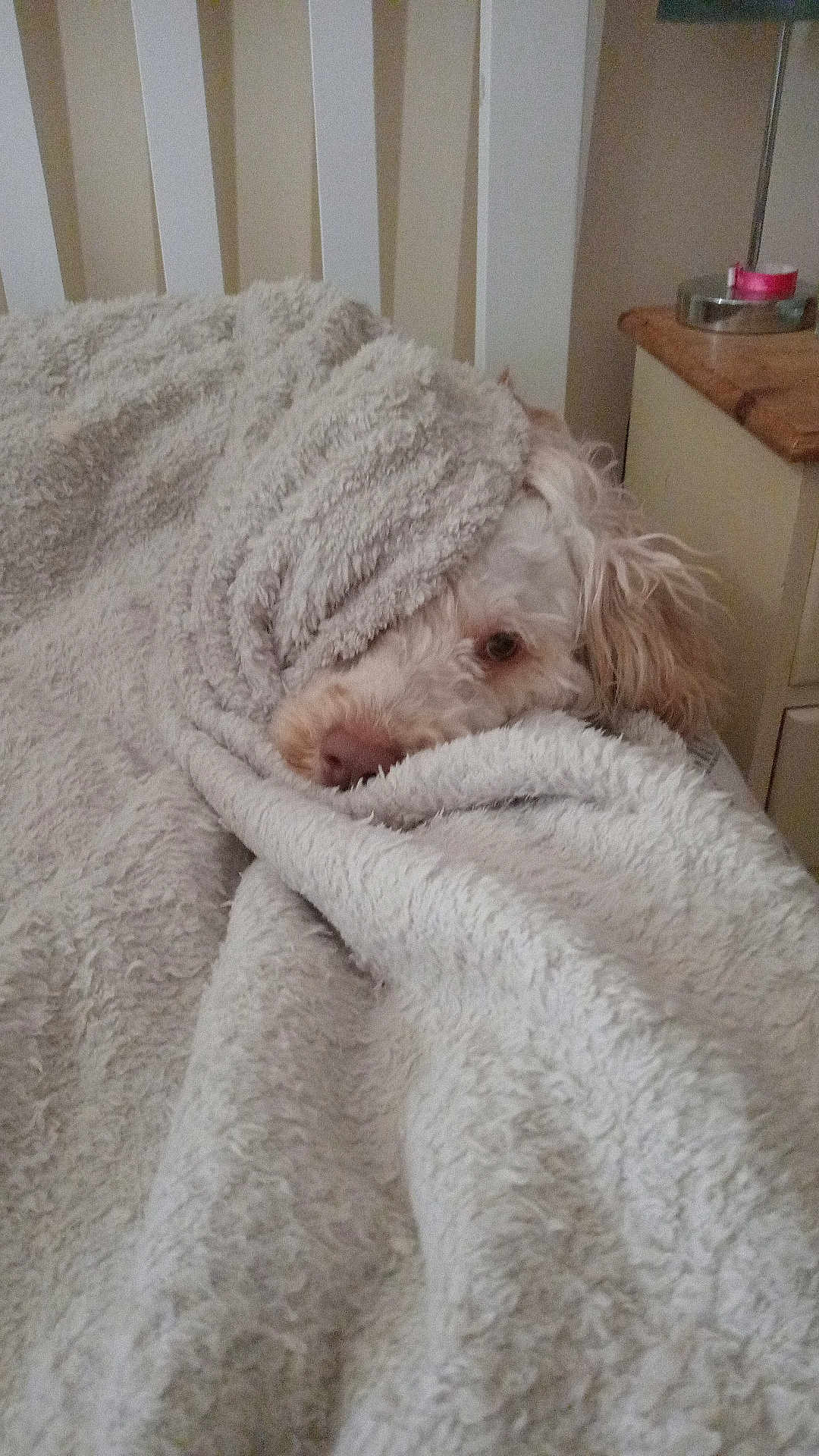 Ted is registered to the contest to win money with this photo: dog, blanket, fur, snug, cozy, chair, indoor, furniture, relaxing, pet, cream_color, bedroom, soft_texture, curious, resting, canine, warm, wrapped, comfort, sleepy
