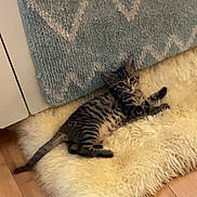 Rose participe au concours pour gagner de l'argent avec cette photo : kitten, tabby, cat, furry, fluffy_rug, blue_carpet, floor, wooden_floor, indoor, pet, animal, cute, relaxed, lying_down, striped, small, young, curious, domestic_cat, resting