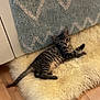 kitten, tabby, cat, furry, fluffy_rug, blue_carpet, floor, wooden_floor, indoor, pet, animal, cute, relaxed, lying_down, striped, small, young, curious, domestic_cat, resting