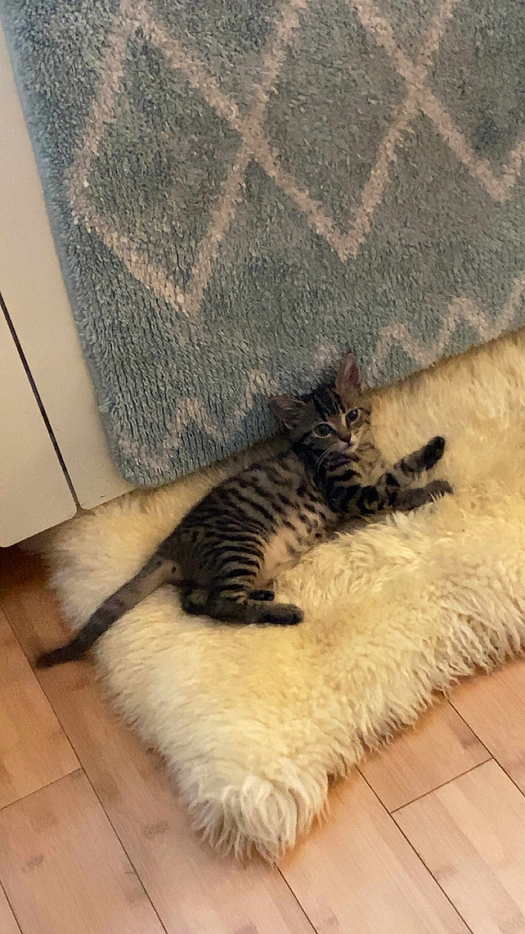 Rose participe au concours pour gagner de l'argent avec cette photo : kitten, tabby, cat, furry, fluffy_rug, blue_carpet, floor, wooden_floor, indoor, pet, animal, cute, relaxed, lying_down, striped, small, young, curious, domestic_cat, resting