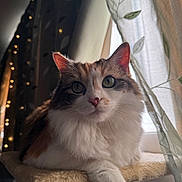 Turtle is registered to the contest to win money with this photo: animal, cat, closeup, cozy, curtain, cute, domestic, fairy_lights, feline, fluffy, indoor, leaf_pattern, natural_light, perch, pet, portrait, relaxed, soft_fur, whiskers, window