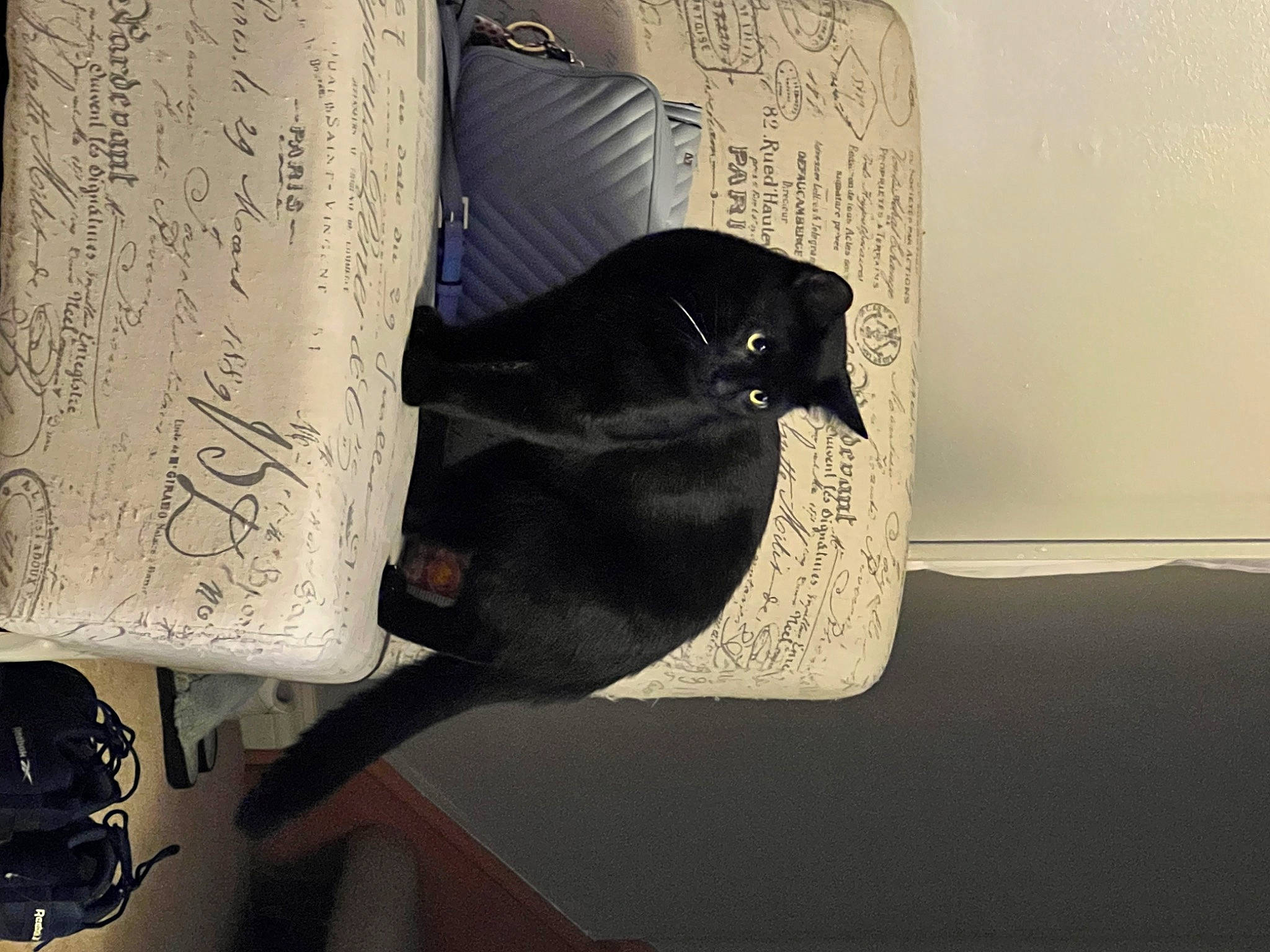 Draco joined the competition — help win amazing prizes! art, carnivore, felidae, flooring, font, fur, handwriting, monochrome, monochrome_photography, paper, paper_product, rectangle, room, sculpture, shadow, still_life_photography, tail, tints_and_shades, wood, writing