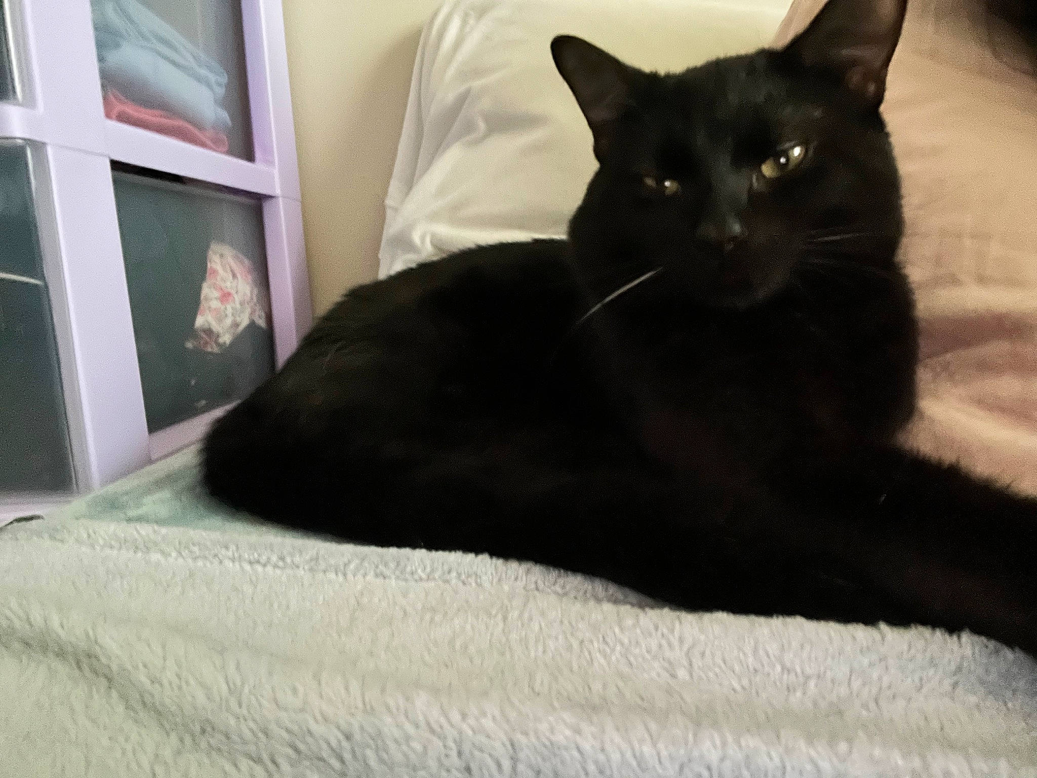 Draco joined the competition — help win amazing prizes! black_cat, bombay, carnivore, cat, claw, comfort, domestic_short_haired_cat, door, felidae, fur, grey, havana_brown, linens, paw, picture_frame, room, small_to_medium_sized_cats, snout, tail, whiskers