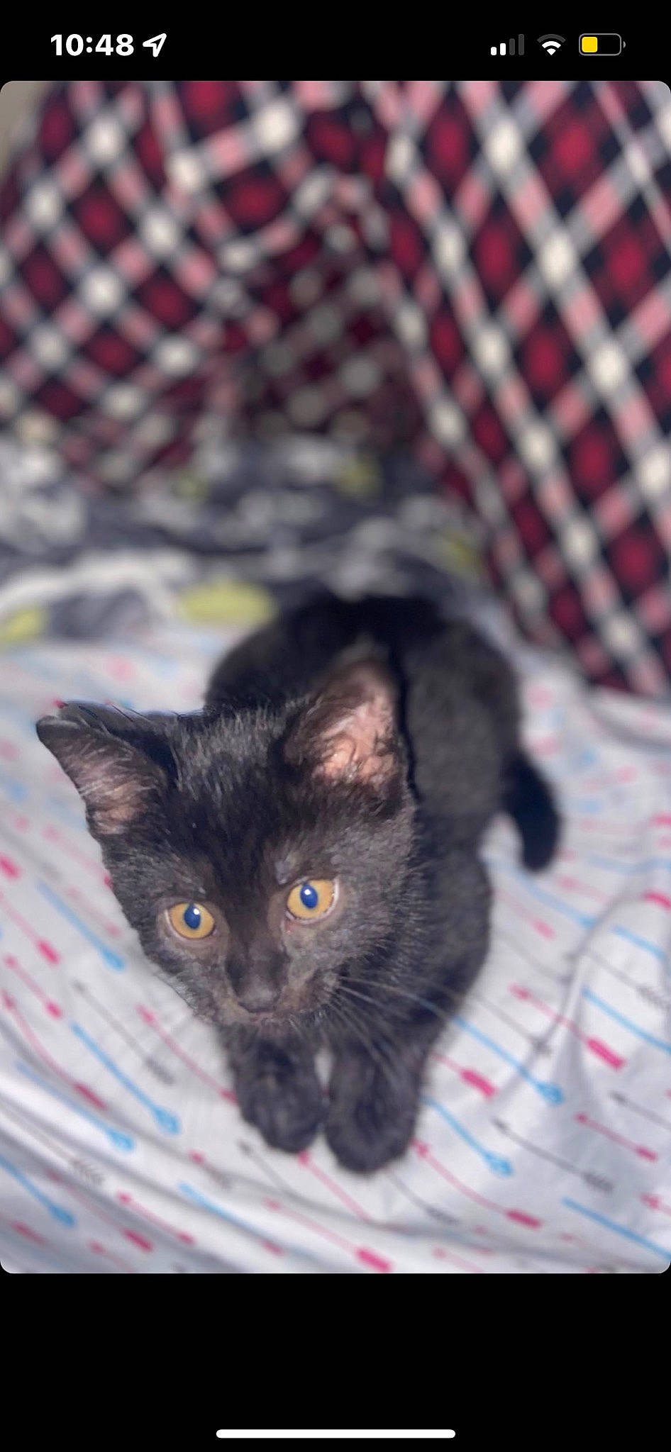 Draco joined the competition — help win amazing prizes! animal_shelter, black_cat, carnivore, cat, chartreux, claw, domestic_short_haired_cat, fawn, felidae, fur, mesh, pattern, paw, plaid, small_to_medium_sized_cats, snout, tail, tartan, whiskers