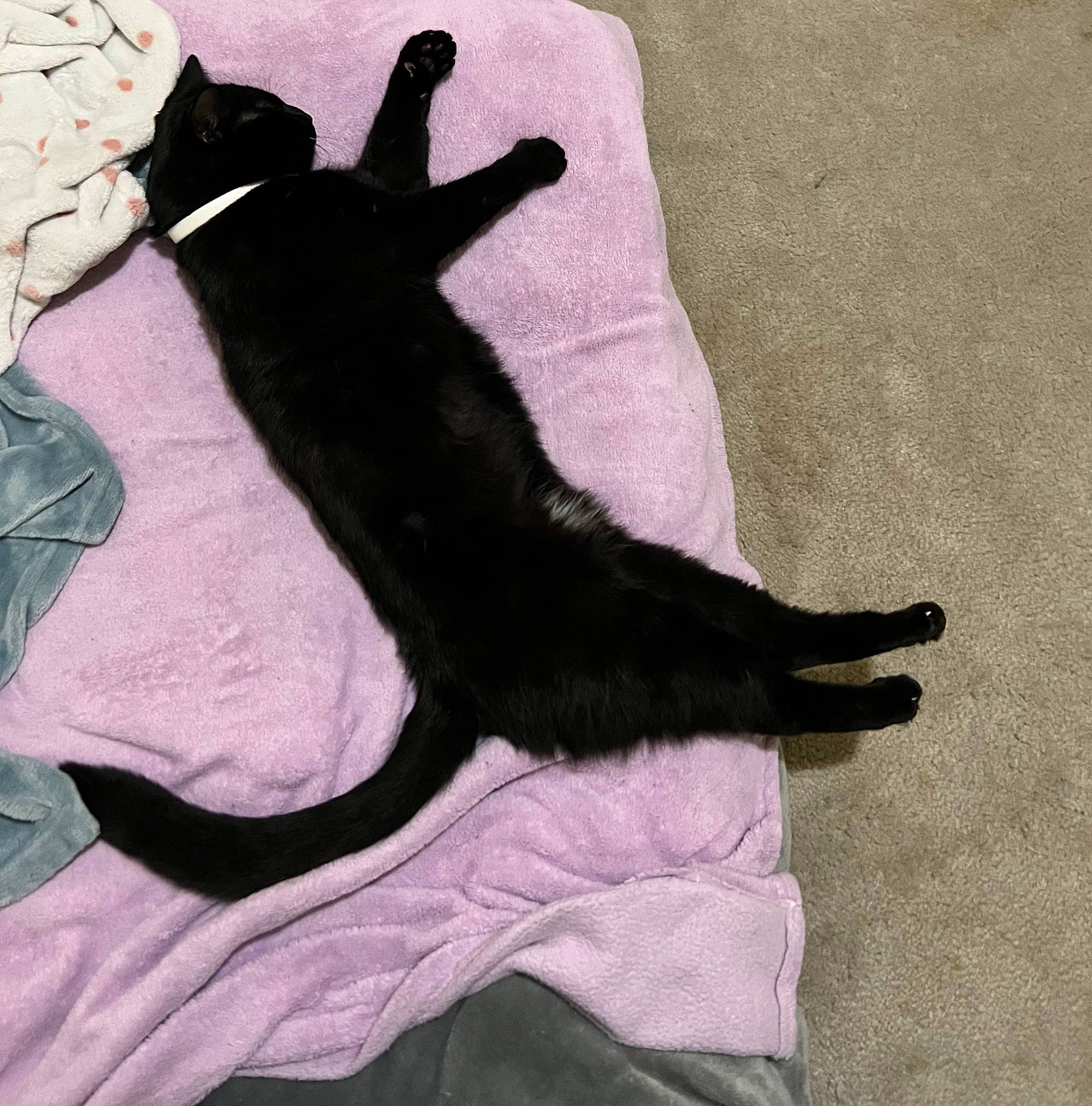 Draco joined the competition — help win amazing prizes! black_cat, canidae, carnivore, cat, claw, comfort, companion_dog, dog_breed, fawn, felidae, foot, fur, human_leg, linens, paw, small_to_medium_sized_cats, sporting_group, tail, tints_and_shades, whiskers