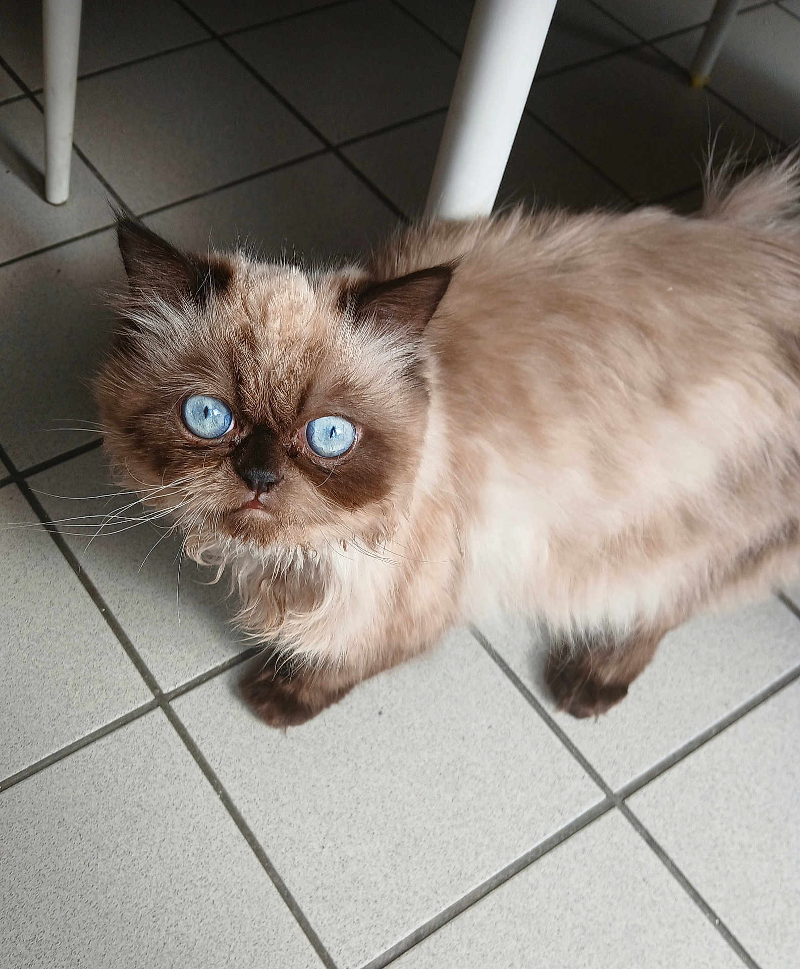Simba a rejoint le concours — aidez-le/la à gagner de superbes lots ! cat, blue_eyes, fluffy, fur, indoor, floor, tile, pet, animal, looking_up, whiskers, cute, domestic_cat, chair_leg, brown_fur, light, shadow, closeup, portrait, curious