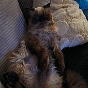 Simba a rejoint le concours — aidez-le/la à gagner de superbes lots ! cat, fluffy, couch, pillow, indoor, relaxed, pet, furry, animal, resting, cozy, brown, beige, furniture, soft, domestic, cute, companion, sleepy, living_room