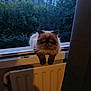 Simba a rejoint le concours — aidez-le/la à gagner de superbes lots ! cat, fluffy, window, radiator, outdoor, building, twilight, garden, curious, perched, dark_paws, furry, pet, animal, indoor, ledges, nature, evening, domestic, cozy