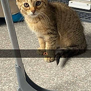 Mickey a rejoint le concours — aidez-le/la à gagner de superbes lots ! abyssinian, accessories, animal, baggage, cat, chair, computer, desk, egyptiancat, electronics, furniture, hockey, icehockey, kitten, laptop, manx, pc, pet, strap, table