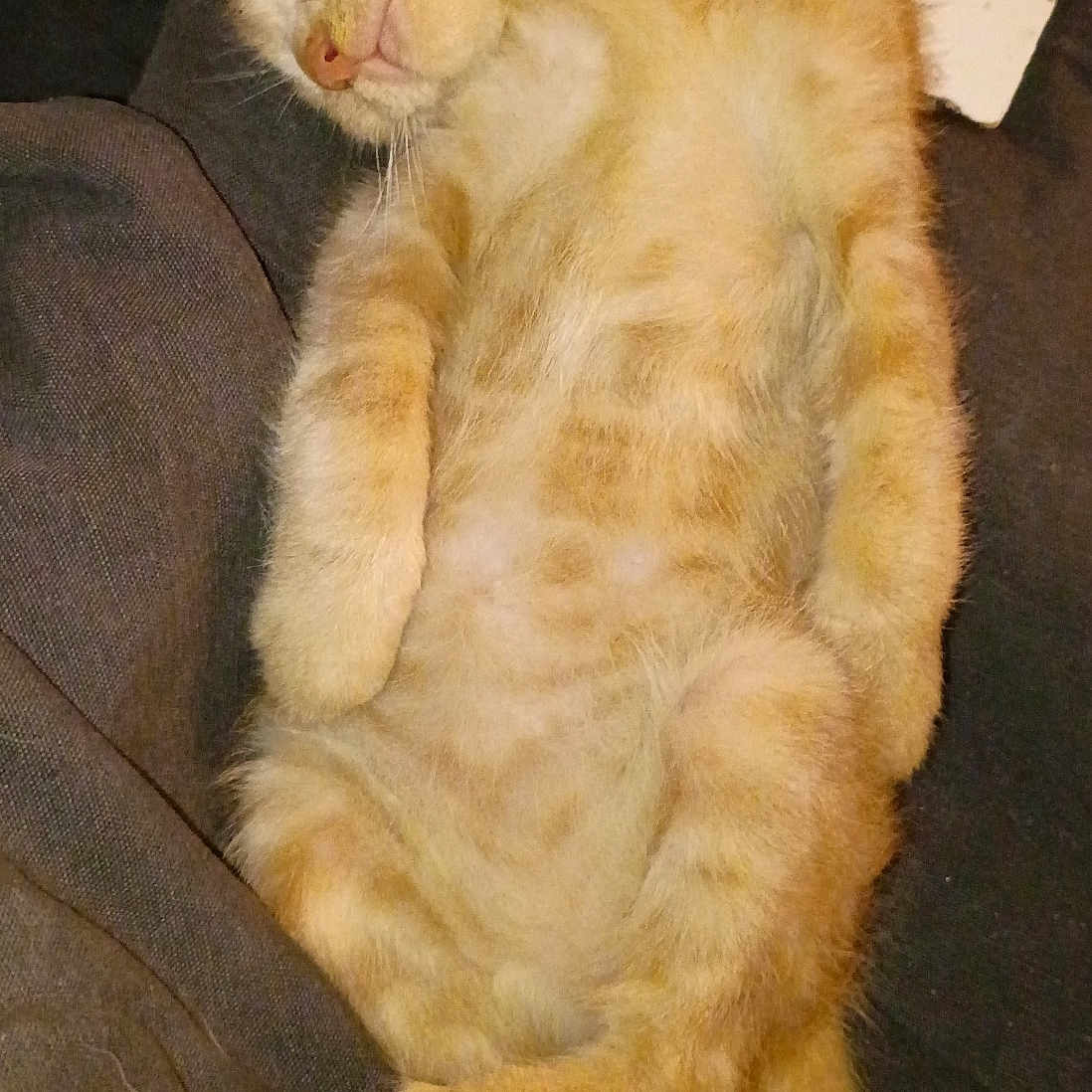 Simba is registered to the contest to win money with this photo: animal, cat, cozy, cute, domestic_cat, feline, fur, indoor, kitten, mammal, orange_tabby, paws, pet, relaxation, resting, sleeping, soft, tail, whiskers, young