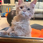 Duncan Baker joined the competition — help win amazing prizes! cat, closeup, couch, curious, exercise_ball, furniture, furry, gaze, glass, indoor, kitten, living_room, orange_tabby, paws, pet, portrait, reflection, toy, whiskers, window