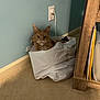 carpet, cat, cord, corner, cozy, curious, ears, electrical_outlet, fur, indoor, orange_cat, paper_bag, papers, pet, plug, portrait, sitting, wall, whiskers, wood_shelf