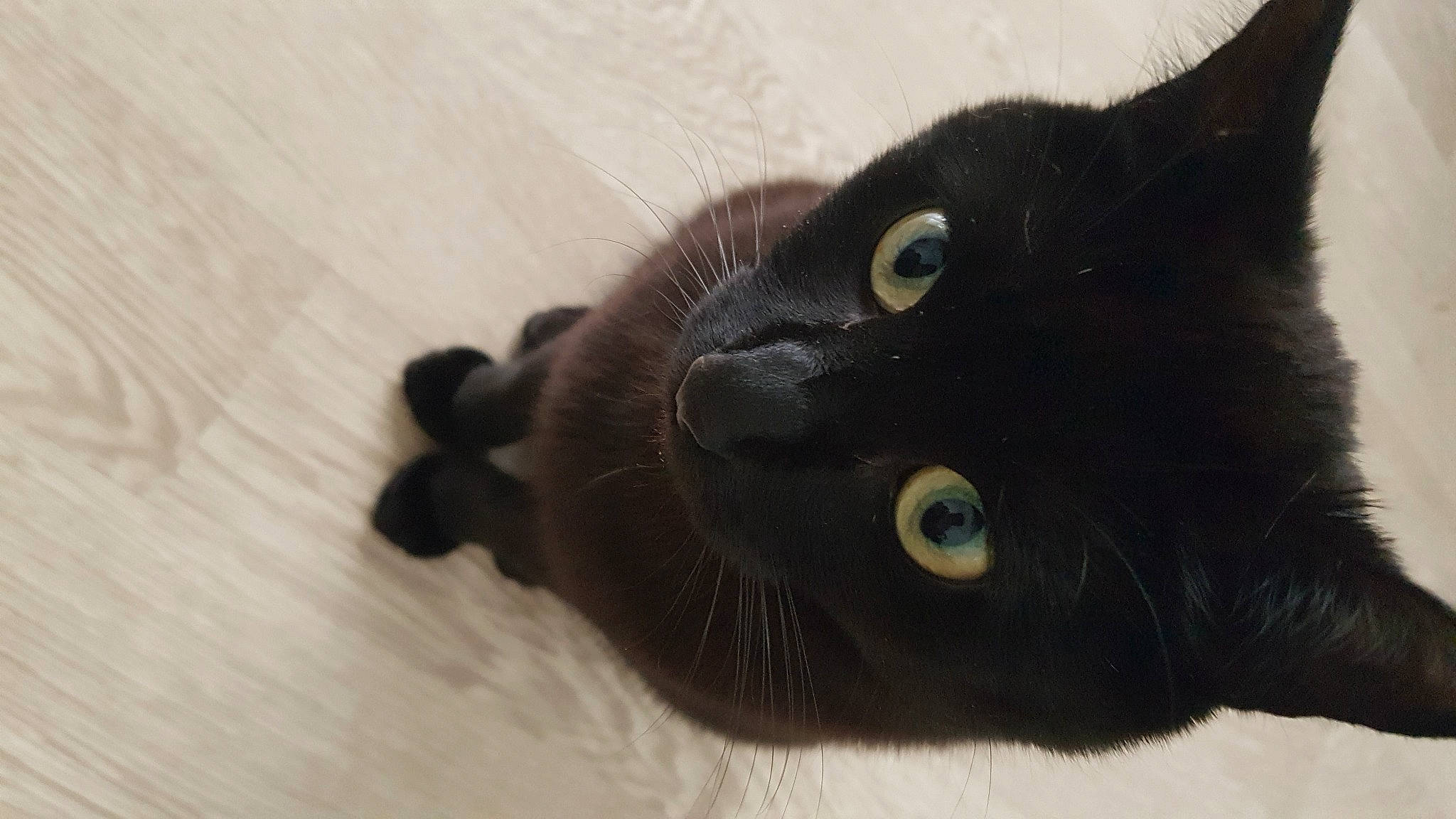 Mamba participe au concours pour gagner de l'argent avec cette photo : black_cat, bombay, carnivore, cat, claw, domestic_short_haired_cat, ear, felidae, fur, hardwood, havana_brown, paw, small_to_medium_sized_cats, tail, terrestrial_animal, whiskers, wood, working_animal