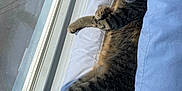 Molly joined the competition — help win amazing prizes! bed, blanket, cat, comfort, cozy, curtains, daylight, feline, fur, indoor, paws, pet, relaxed, resting, sleeping, striped, sunlight, tabby_cat, window, windowsill