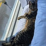 bed, blanket, cat, comfort, cozy, curtains, daylight, feline, fur, indoor, paws, pet, relaxed, resting, sleeping, striped, sunlight, tabby_cat, window, windowsill