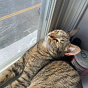 Molly joined the competition — help win amazing prizes! beverage, can, cat, closeup, daylight, domestic_cat, feline, fur, household, indoor, mesh_screen, pet, relaxing, resting, striped, sunlight, tabby, whiskers, window, yellow_eyes